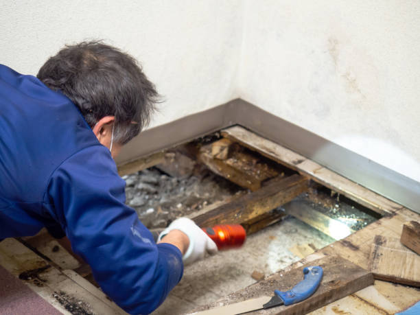 Best Health and Safety Mold Remediation in Trenton, GA