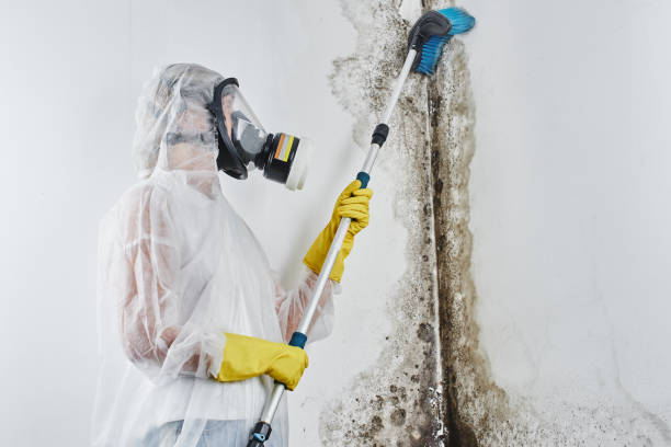 Reliable Trenton, GA Mold Remediation Solutions