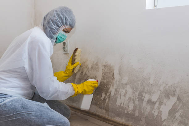 Best HVAC Mold Remediation in Trenton, GA