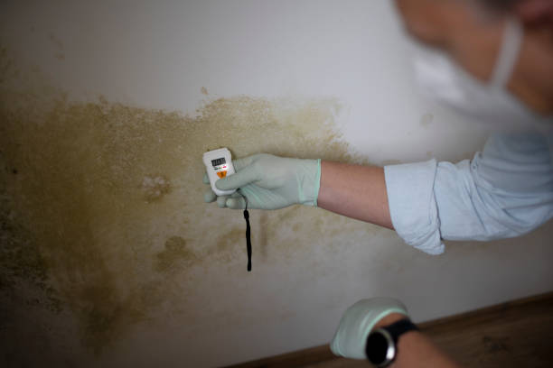 Best Black Mold Remediation in Trenton, GA