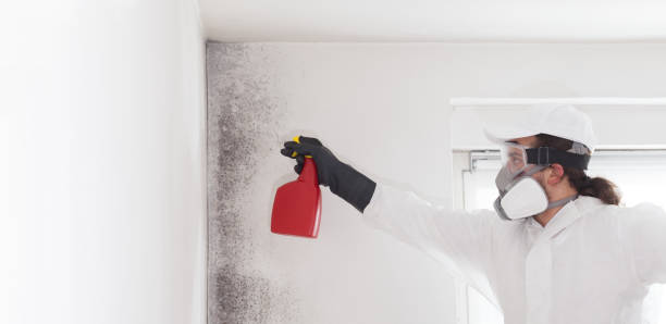 Best Attic Mold Remediation in Trenton, GA