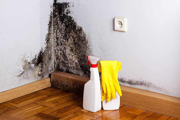 Best Industrial Mold Remediation in Trenton, GA