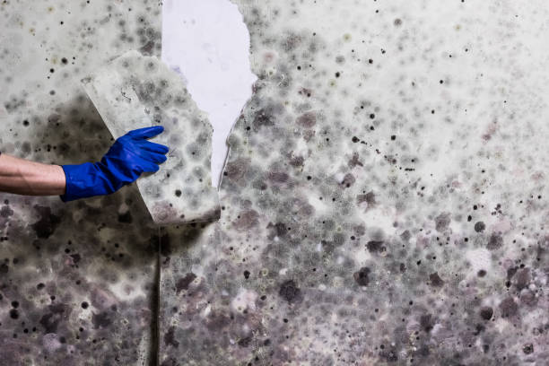Best Black Mold Remediation in Trenton, GA