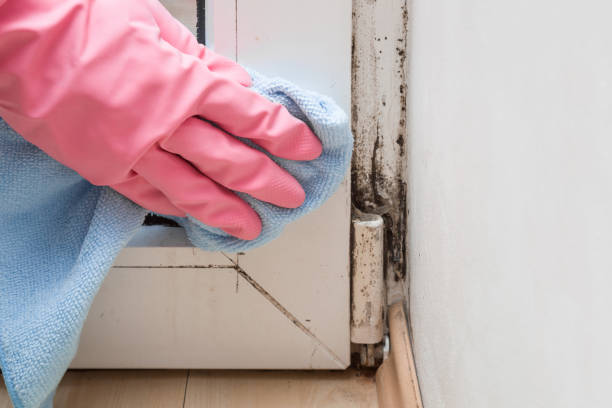 Best Basement Mold Remediation in Trenton, GA