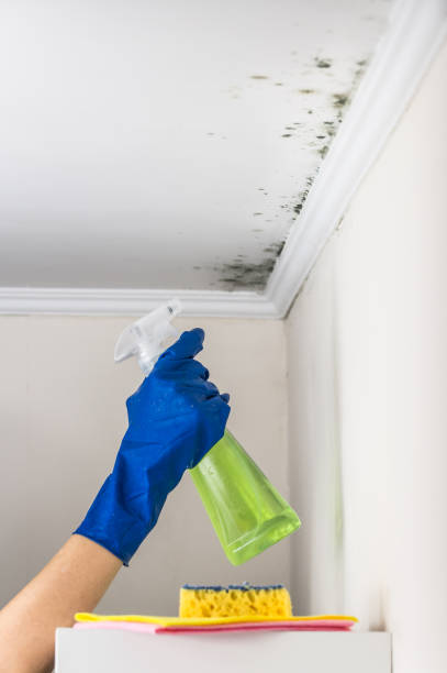 Best Mold Remediation for Schools in Trenton, GA