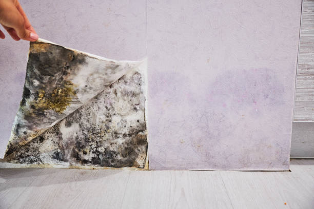 Best Mold Remediation for Specific Building Types in Trenton, GA
